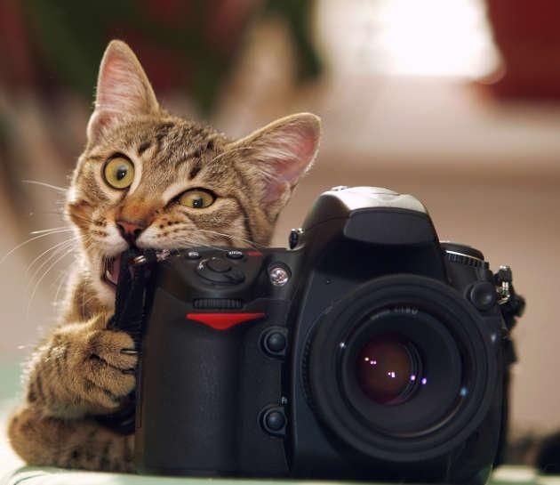 Katze beißt in Kamera